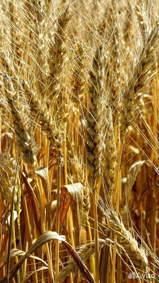 Пшеница этого года 2020 купить на Зозу.ру - фотография № 4