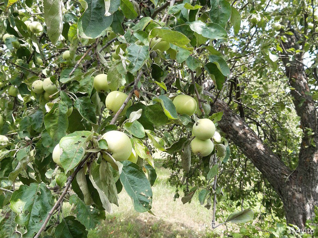 Яблоки купить на Зозу.ру - фотография № 2
