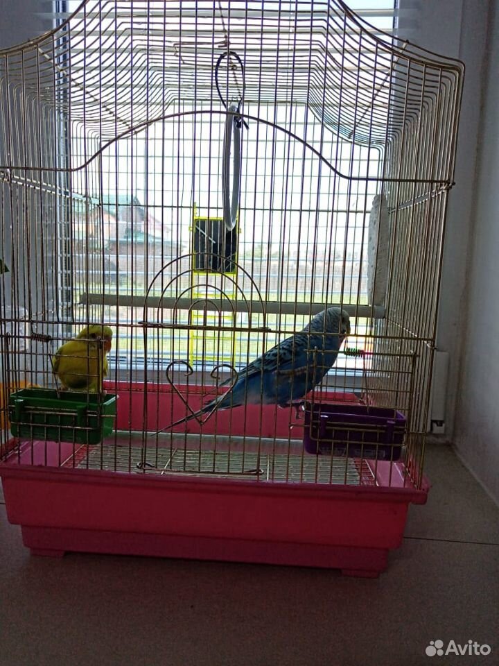 Волнистые попугаи с клеткой купить на Зозу.ру - фотография № 4