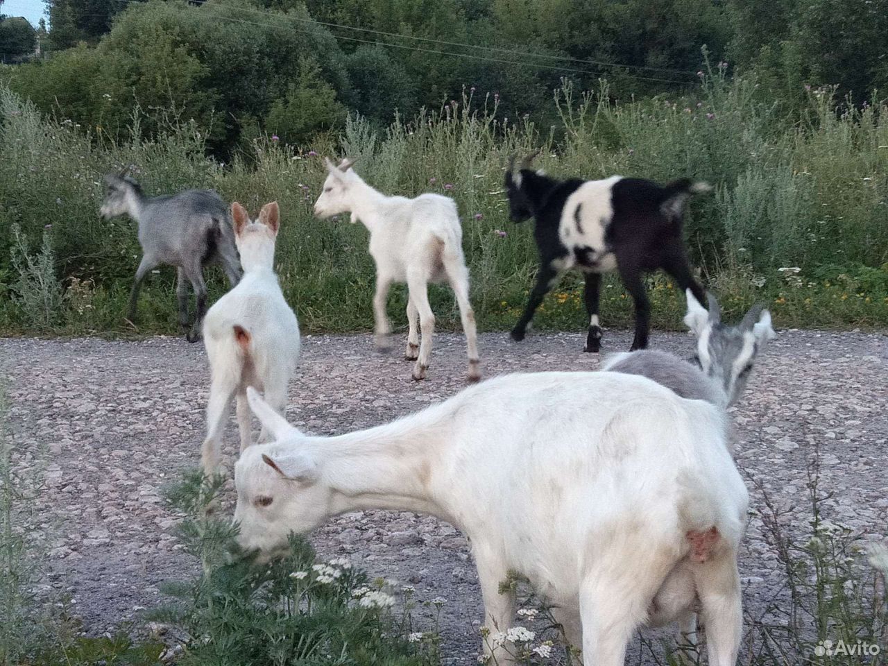 Козлята от молочных коз купить на Зозу.ру - фотография № 6