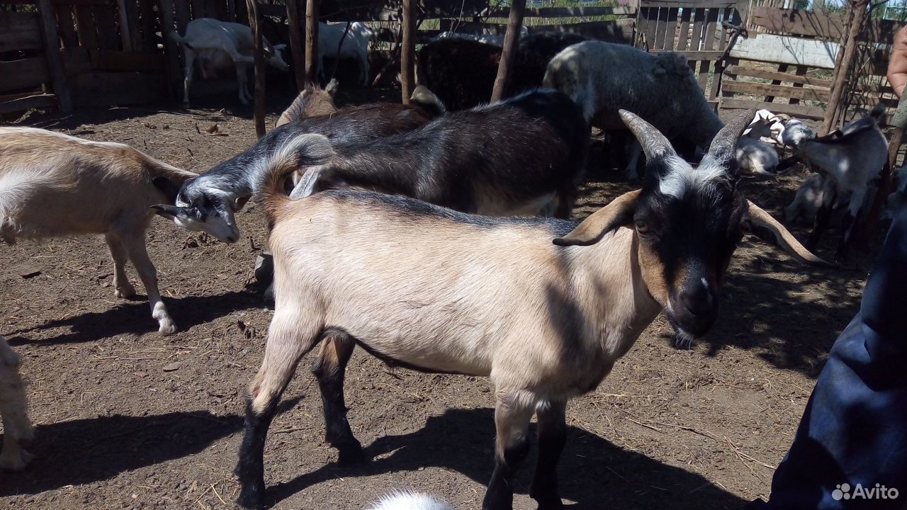 Молочные козы и козлята от молочных коз купить на Зозу.ру - фотография № 4