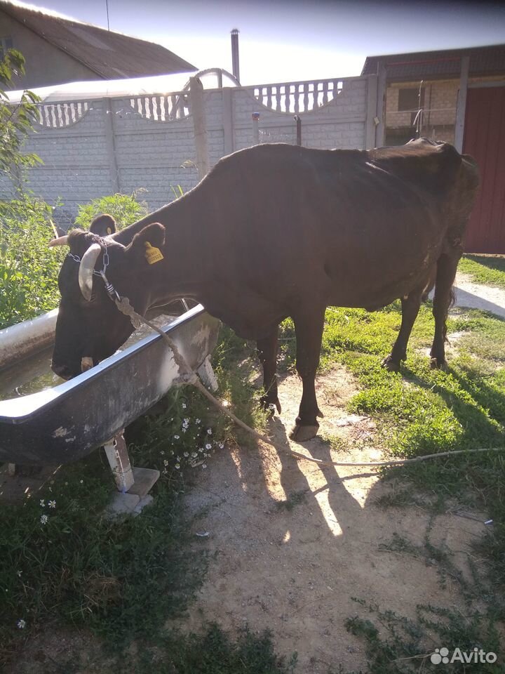 Продам молочную корову купить на Зозу.ру - фотография № 8