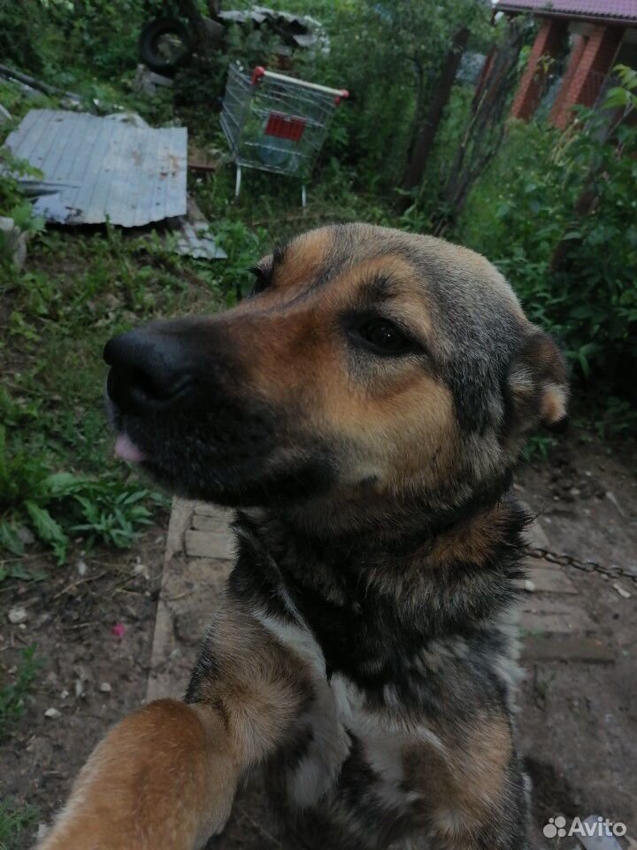 Животное собака купить на Зозу.ру - фотография № 4