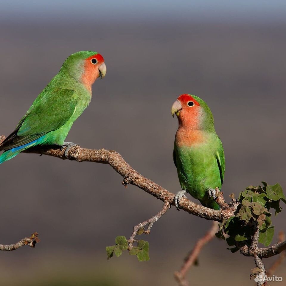 Попугай Какарик (Cyanoramphus)