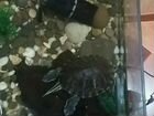 Черепаху с аквариумом объявление продам