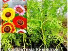 Рассада цветов: Хризантема объявление продам