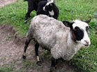 Продам овцу с двумя ягнятами объявление продам