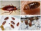 Уничтожение тараканов, клопов и других насекомых объявление продам