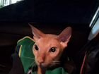 Кот породы Сфинкс объявление продам