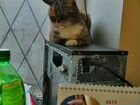 Кошка Киара объявление продам