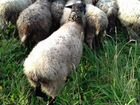 Овцы (Романовские) объявление продам