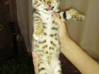 Чистокровные клубные бенгальские котята объявление продам