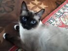 Сиамские котята резерв объявление продам