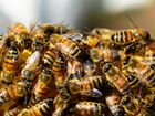 Пчелосемьи объявление продам
