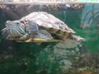 Красноухая водная черепаха объявление продам