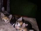 Кошечки тройняшки объявление продам