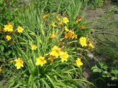 Многолетние цветы - Лилейник желтый