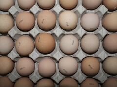 Инкубационное яйцо из Европы и Канады