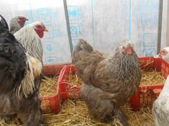 Инкуб. яйцо, цыплята Брама, Маран, Амрокс