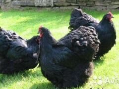 Инкубационные яйца черного кохинхина