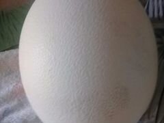 Страусиные яйца к Пасхе