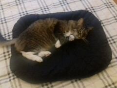 Подушка для кошки