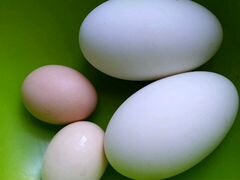 Домашние куриные и гусиные яйца