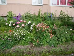 Растения и цветы для дачи или городского цветника