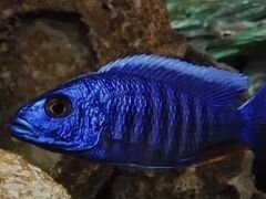 Рыба Малави Хаплохромис васильковый малёк
