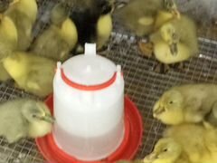 Инкубационное яйцо утки голубой фаворит и домашние