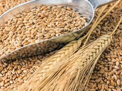 Зерно:пшеница и ячмень