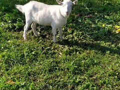 Заанинская коза