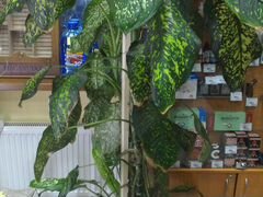 Домашнее растение дифенбахия 2 метра