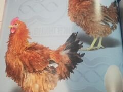 Продам яйцо инкубационное и цыплят несушек разных