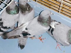 Продажа бойных голубей