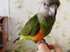 Продам сенегальского попугая