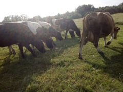 Коровы телята