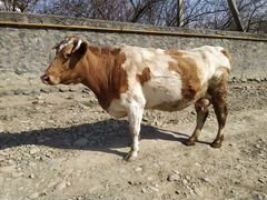 Корова сименталка беременная с теленьком