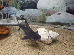 Аквариумная рыбка Пангасиус Акулий сом