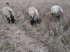 Овцы и ягнята