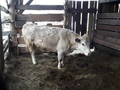 Продам корову 3 года с теленком 8 месяцев (телка)