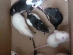 Продаются крысята