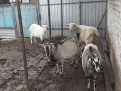 Молодые козы первый окот с козлятами