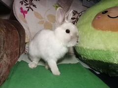 Вязка кролика