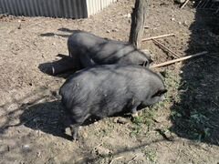 Продаются вьетнамские свиньи