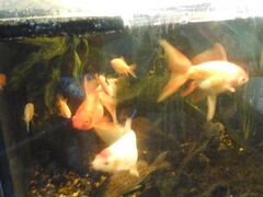 Рыбы золотые в большой аквариум