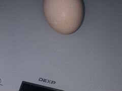 Инкубационное яйцо с/х птицы