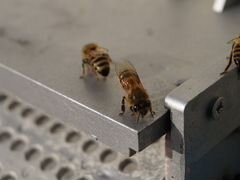 Пчёлы. Семьи пчёл на высадку