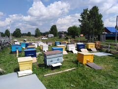 Пчелопакеты сибирской пчелы