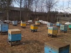 Пчелы, пчелопакеты, пчелосемьи, ульи